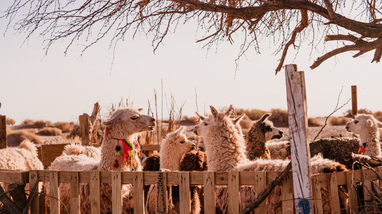 Várias lhamas juntas em um cercado