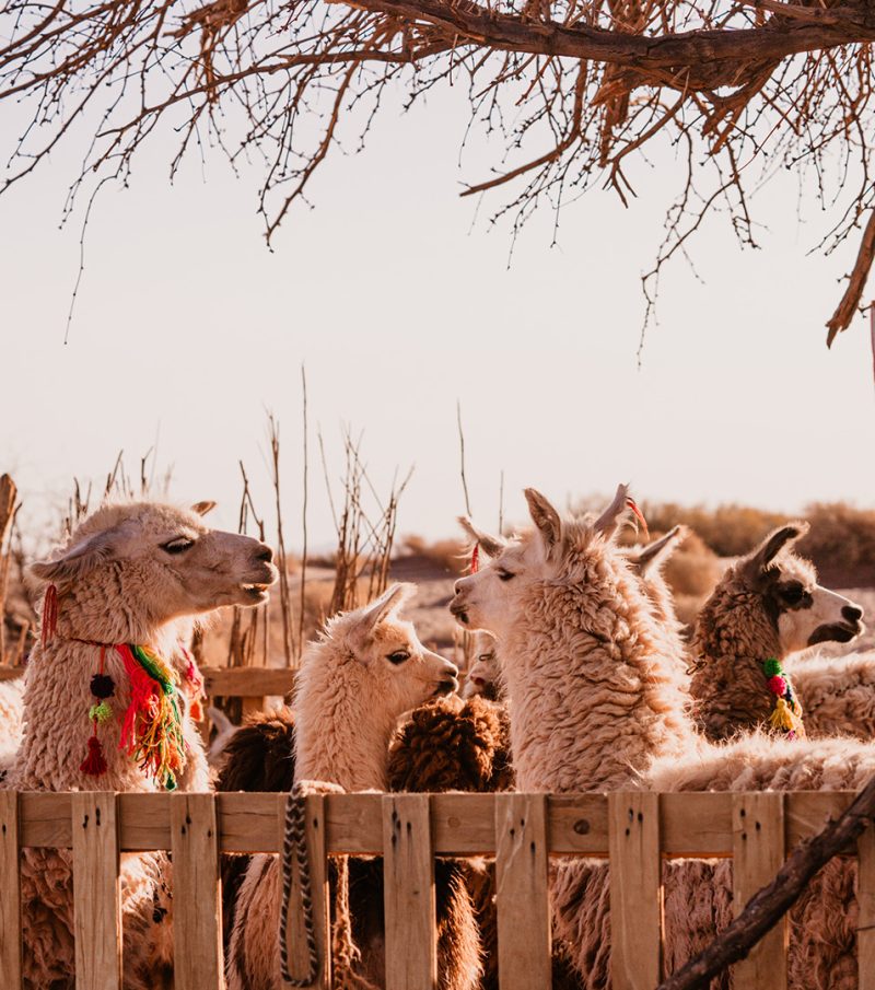 Várias lhamas juntas em um cercado