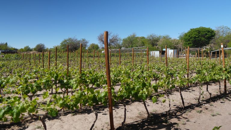 Plantação de uva - Vinícola Ayllu no Deserto de Atacama