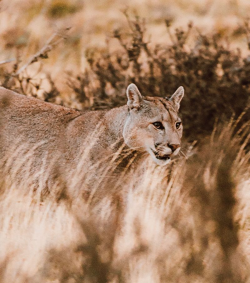 Close de puma selvagem no Parque Nacional Torres del Paine durante experiência de puma tracking na Patagônia chilena