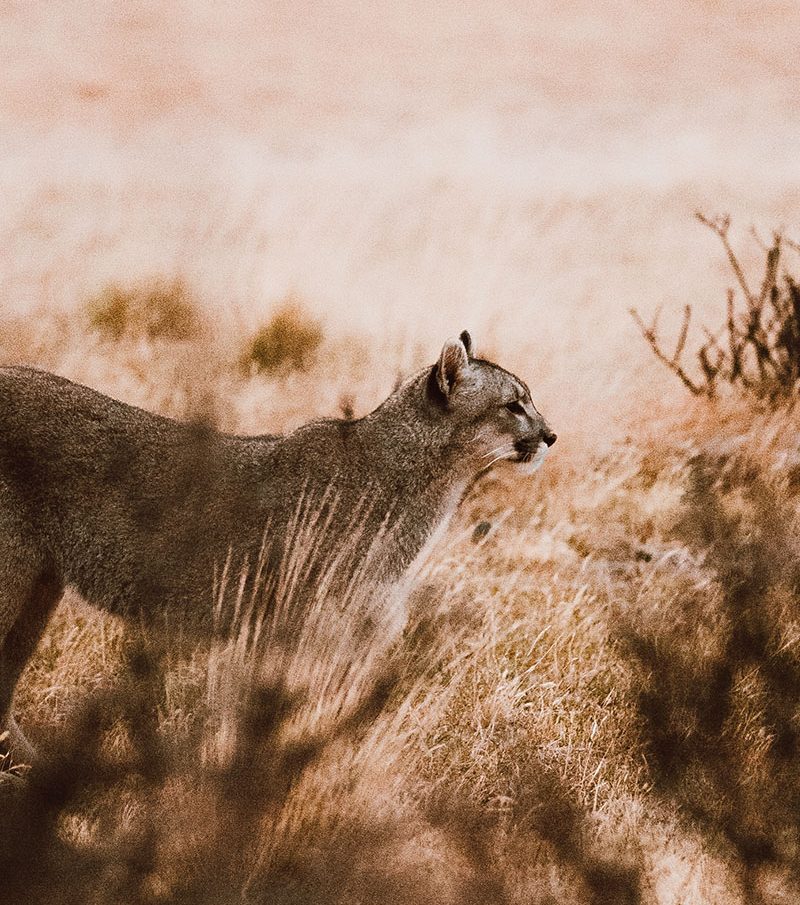 Puma selvagem observando no Parque Nacional Torres del Paine durante experiência de puma tracking na Patagônia chilena