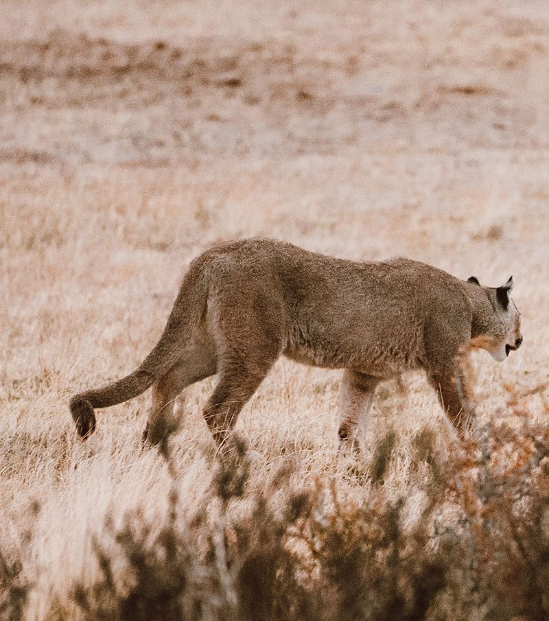 Puma selvagem se afastando no Parque Nacional Torres del Paine durante experiência de puma tracking na Patagônia chilena