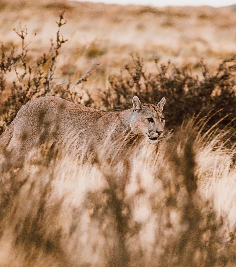 Puma selvagem entre vegetação no Parque Nacional Torres del Paine durante experiência de puma tracking na Patagônia chilena