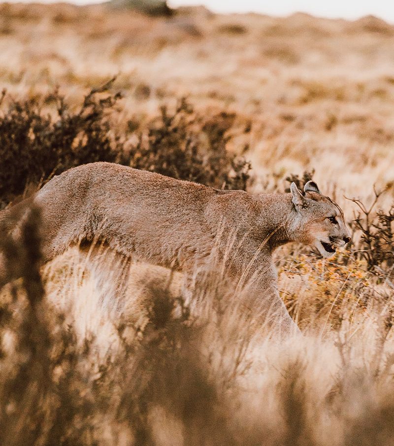 Puma selvagem caminhando no Parque Nacional Torres del Paine durante experiência de puma tracking na Patagônia chilena